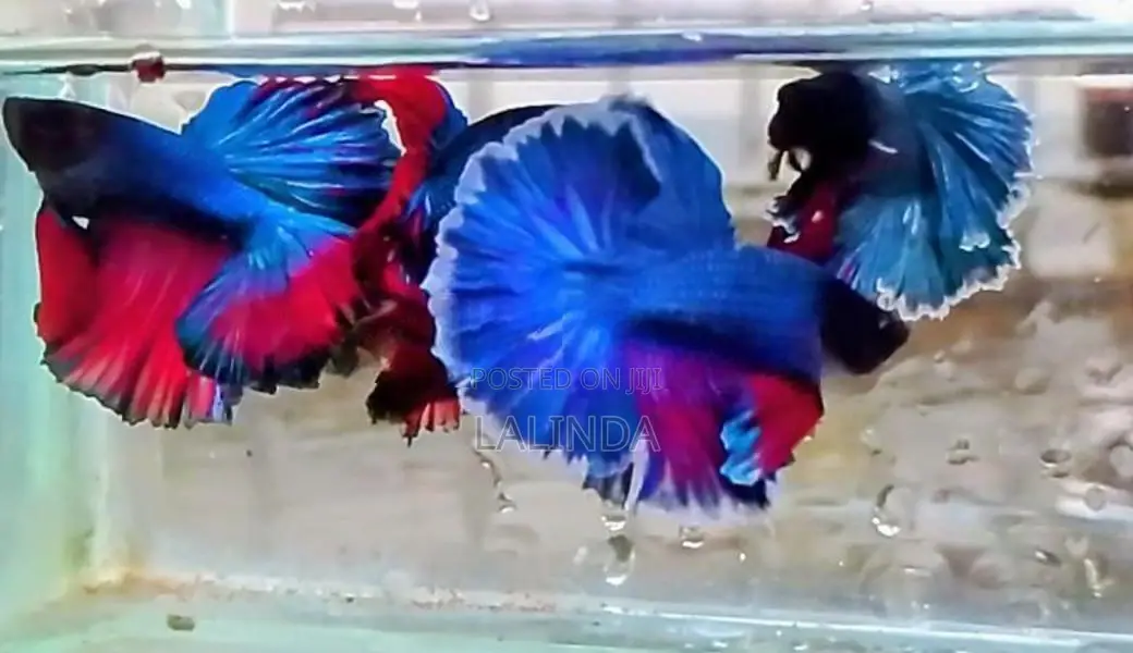 Fighter/Betta Rosetail Halfmoon Fish