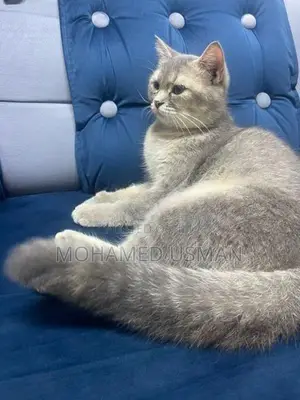 British Short Hair