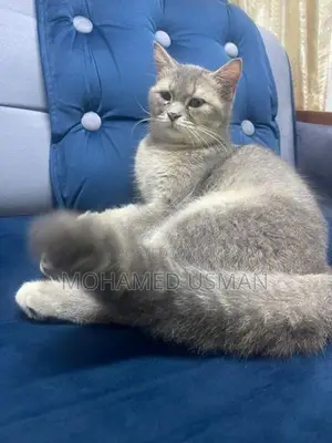 British Short Hair