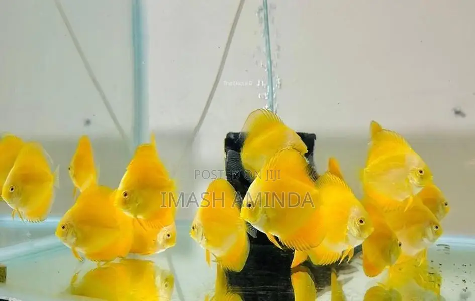 Discus Fish