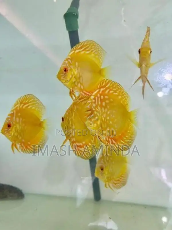 Discus Fish