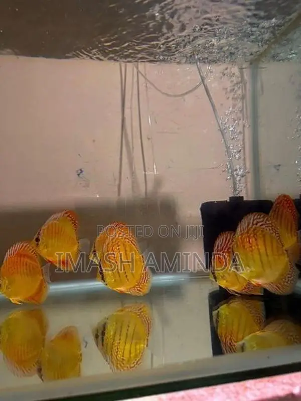 Discus Fish