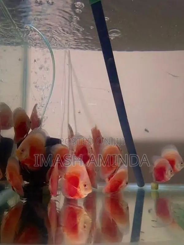 Discus Fish