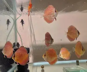 Discus Fish