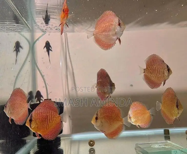 Discus Fish
