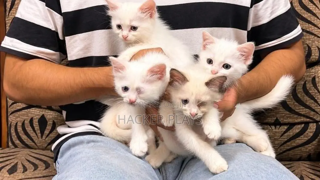 Persian Kittens