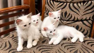 Persian Kittens