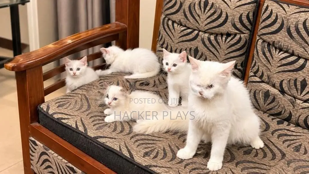 Persian Kittens