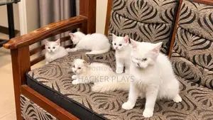 Persian Kittens