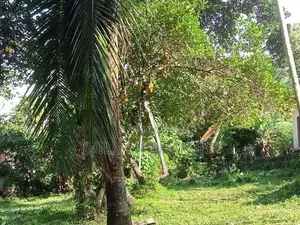 70 perches Land for immediate sale at Pallevela