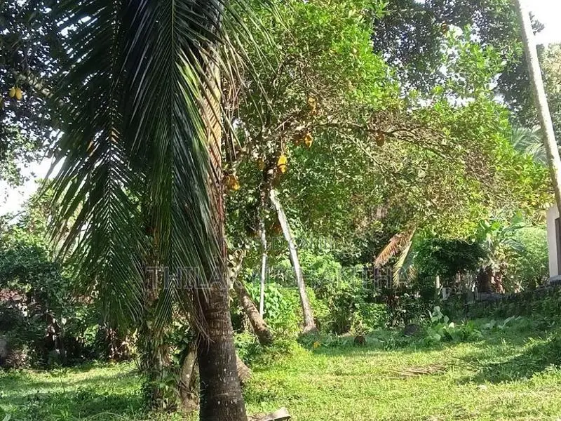 70 perches Land for immediate sale at Pallevela