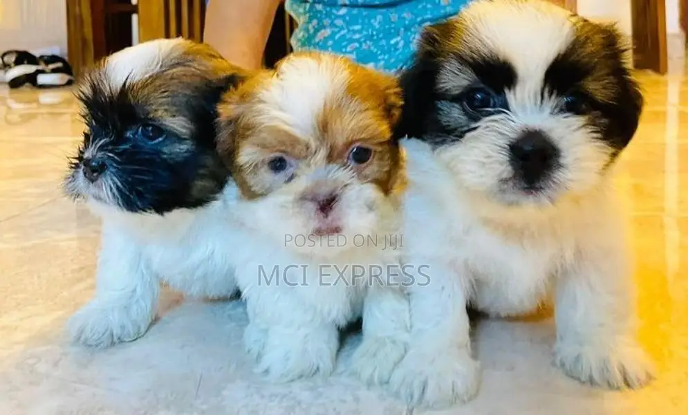 Shih Tzu Puppies