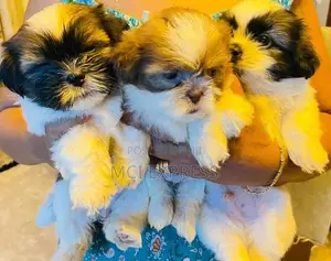 Shih Tzu Puppies