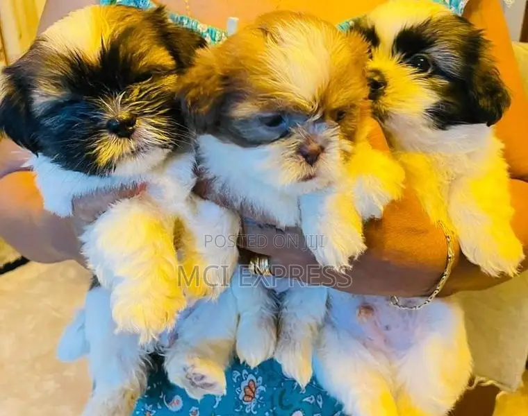 Shih Tzu Puppies