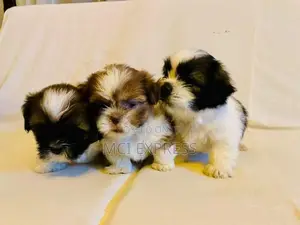 Shih Tzu Puppies