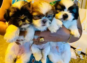 Shih Tzu Puppies