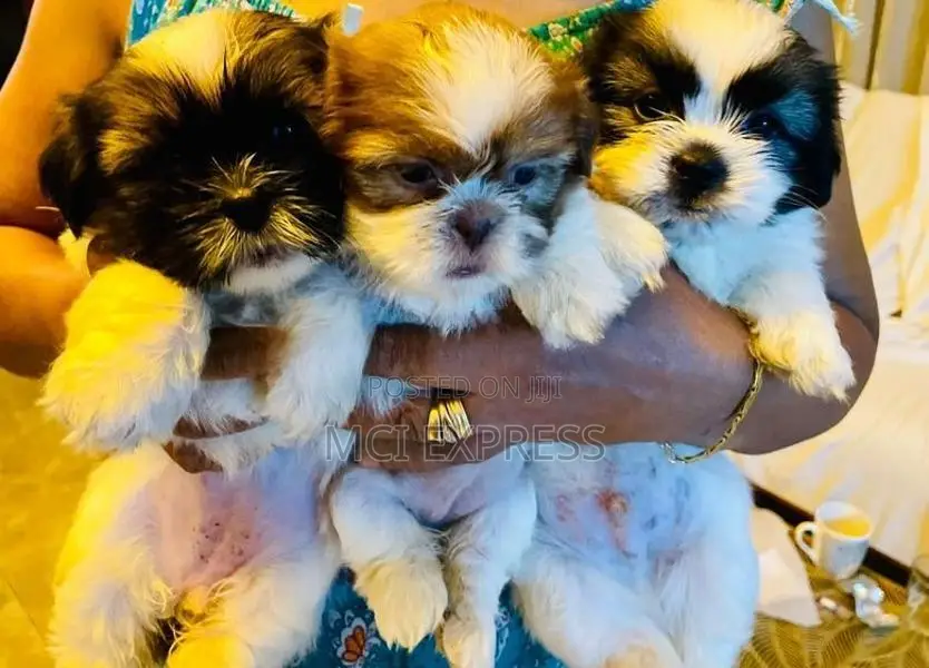 Shih Tzu Puppies