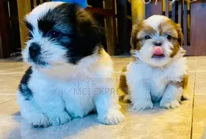 Shih Tzu Puppies