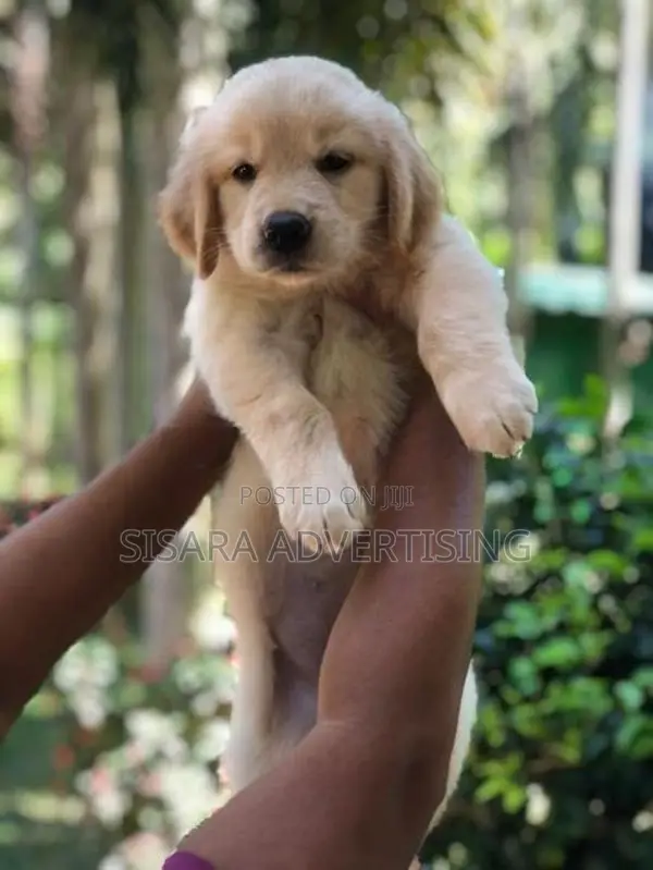 Golden Retriever Puppies