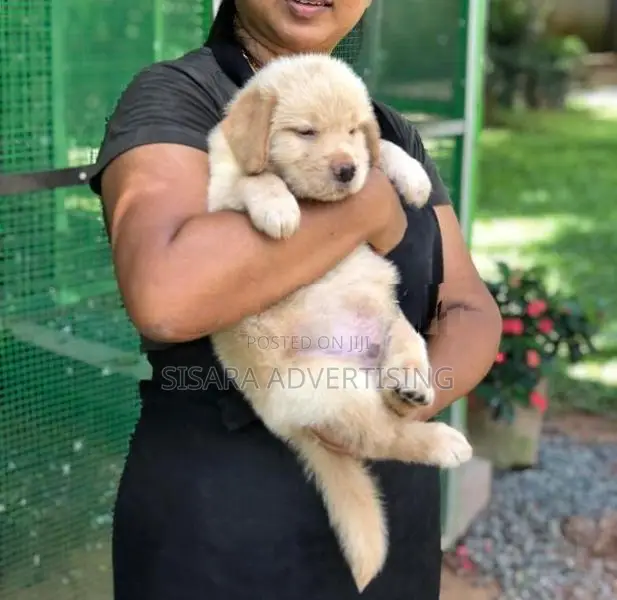 Golden Retriever Puppies