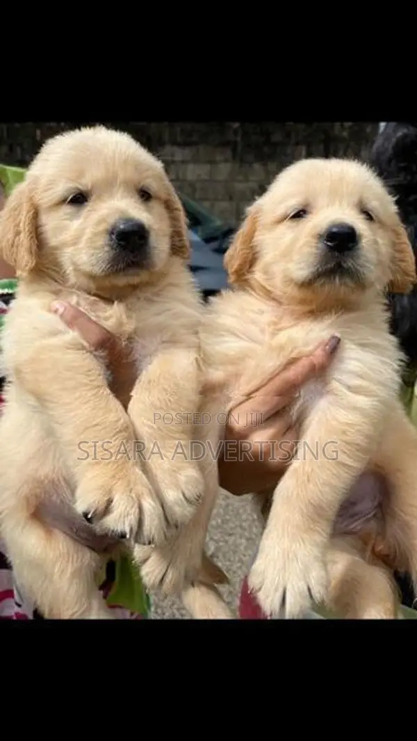 Golden Retriever Puppies