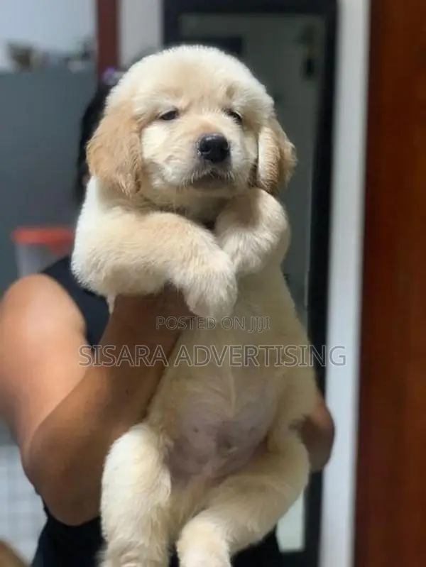 Golden Retriever Puppies