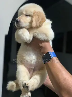 Golden Retriever Puppies