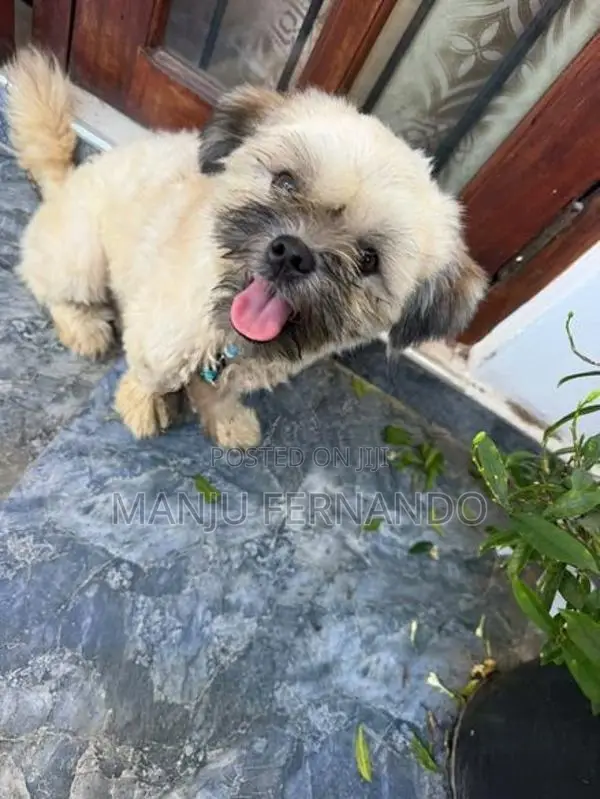 Shih Tzu Puppy