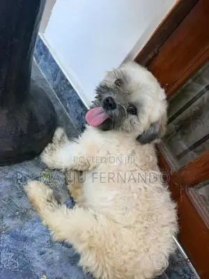 Shih Tzu Puppy