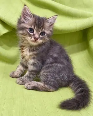Persian Kittens