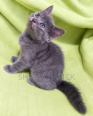Persian Kittens
