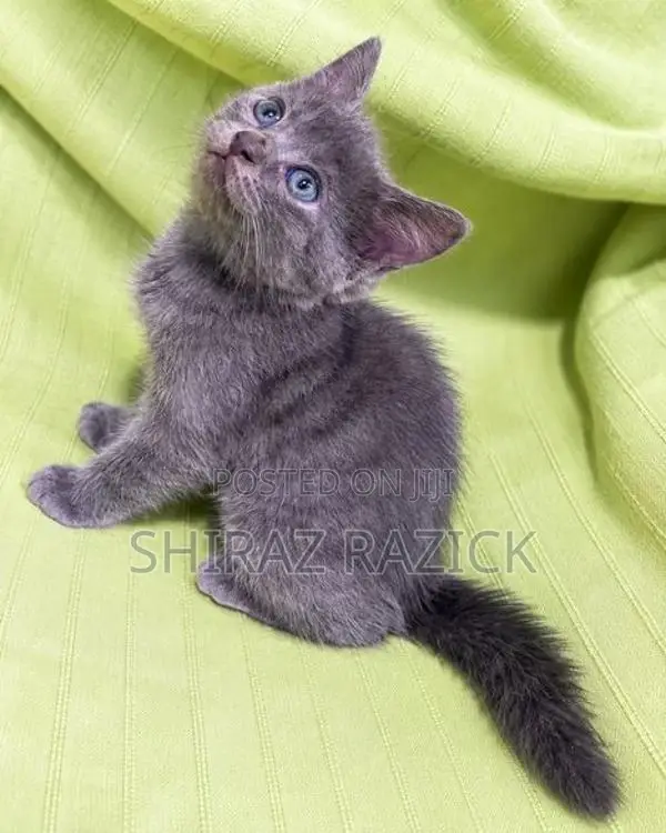 Persian Kittens