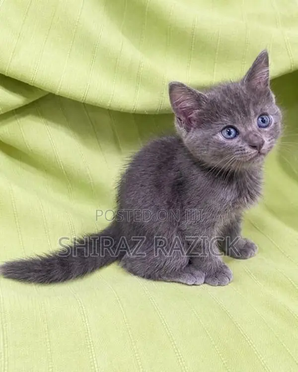Persian Kittens
