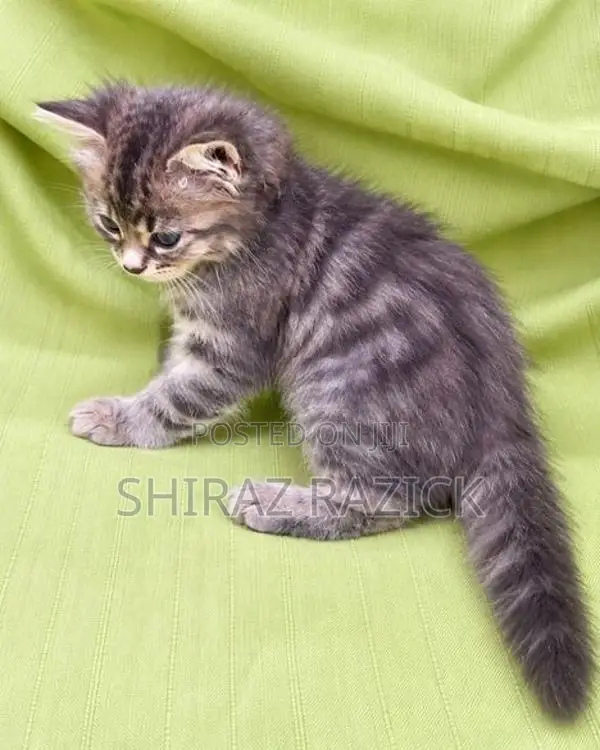Persian Kittens