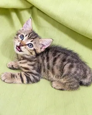 Persian Kittens