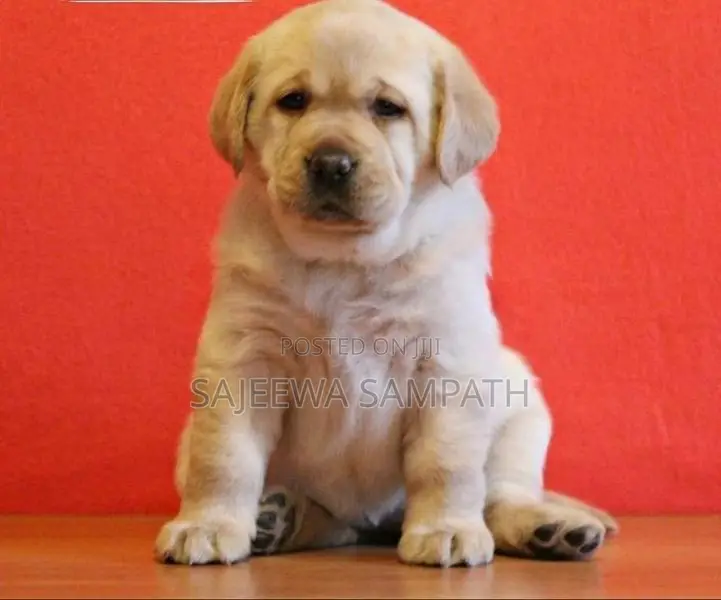 Labrador puppies (KASL FCI)MALE AND FEMALE