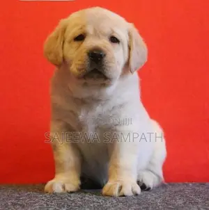 Labrador puppies (KASL FCI)MALE AND FEMALE