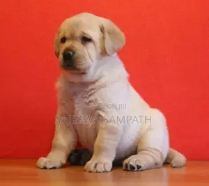 Labrador puppies (KASL FCI)MALE AND FEMALE