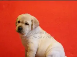 Labrador puppies (KASL FCI)MALE AND FEMALE