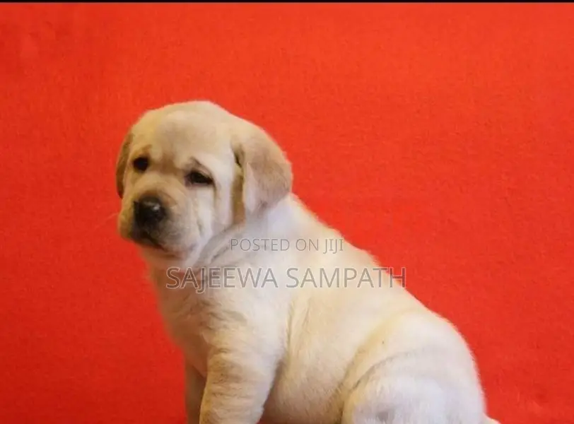 Labrador puppies (KASL FCI)MALE AND FEMALE