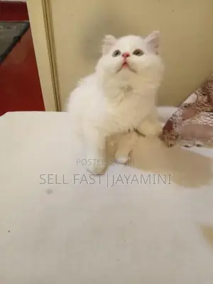 Persian Kittens