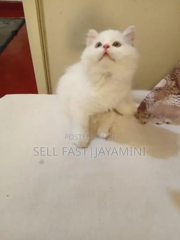 Persian Kittens