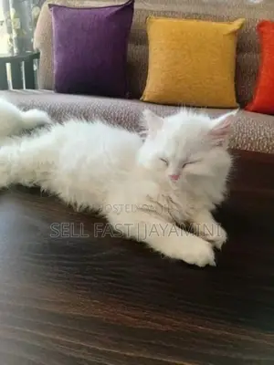 Persian Kittens