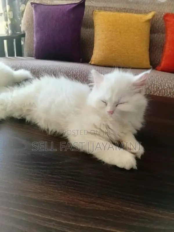Persian Kittens