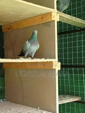 Paraviyan