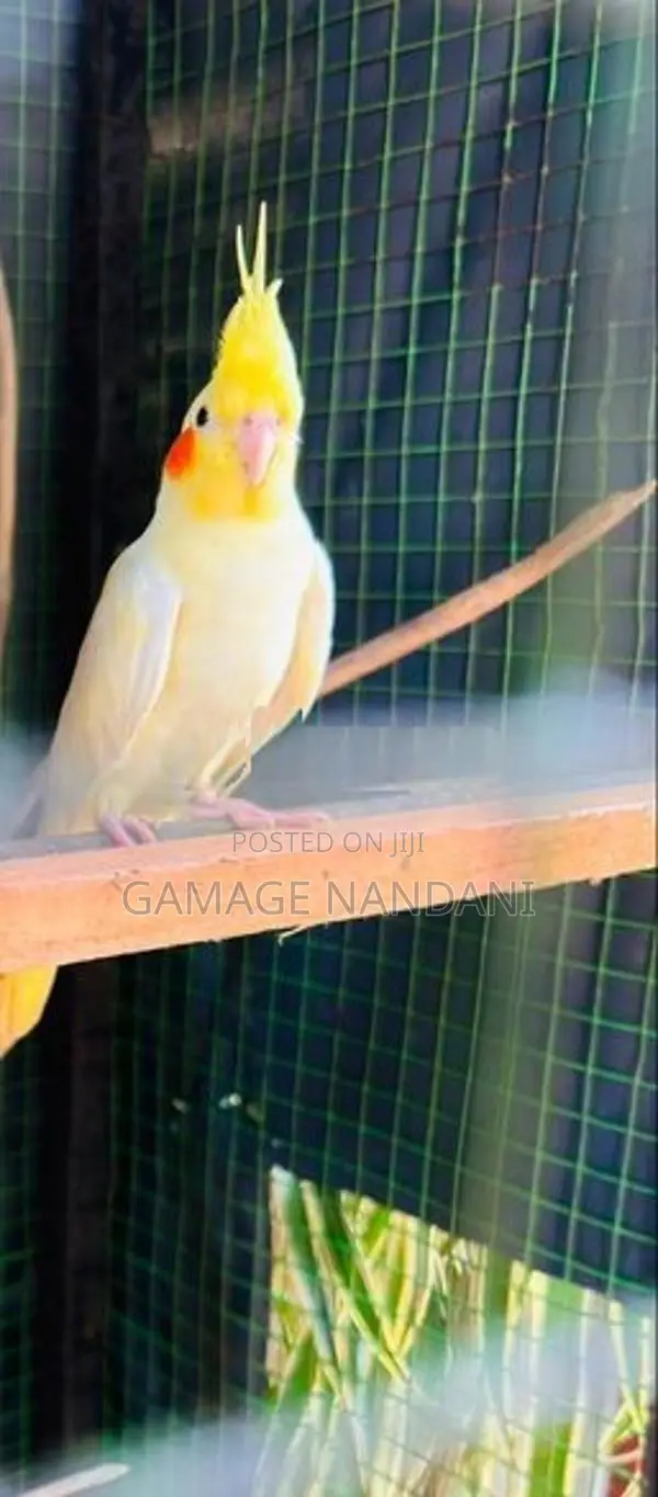 Cockatail Bird