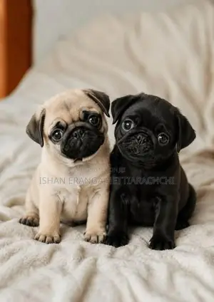 Pug Puppies