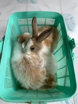 Angora Rabbit