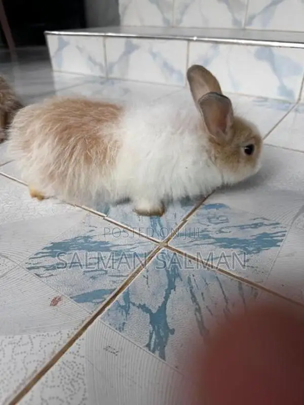 Angora Rabbit