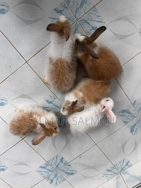 Angora Rabbit